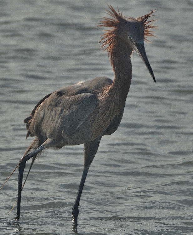 heron in water 